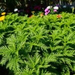 planta renda francesa